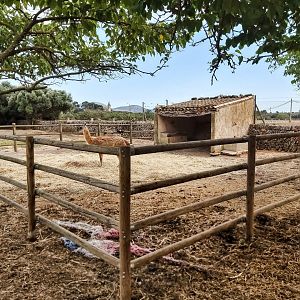 Rancho Grande - llama enclosure