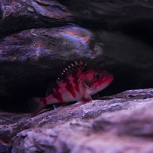 Deepwater Scorpionfish
