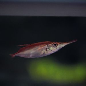 Longspine Snipefish