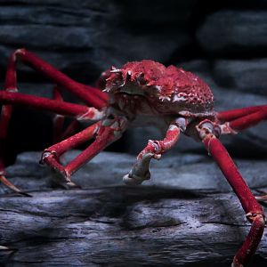 Japanese Giant Spider Crab