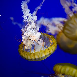 Pacific Sea Nettle