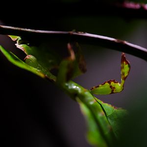 Giant Leaf Insect