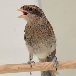 Yellow-billed shrike (Lanius corvinus)