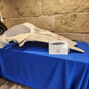 Flint RiverQuarium - Whale skull