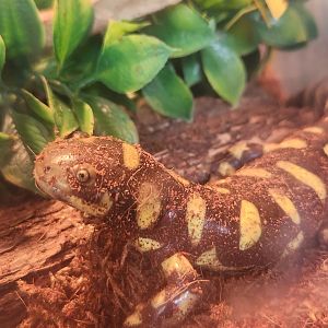 Flint RiverQuarium - Ambystoma tigrinum