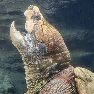Flint RiverQuarium - Alligator Snapping Turtle