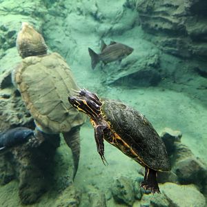 Flint RiverQuarium - River Cooter + fish swimming next to danger