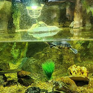 Flint RiverQuarium - Mixed turtle tank
