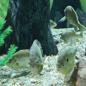 Flint RiverQuarium - Sunfish