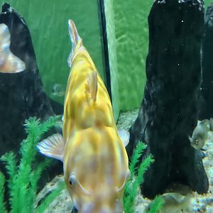 Flint RiverQuarium - Albino catfish