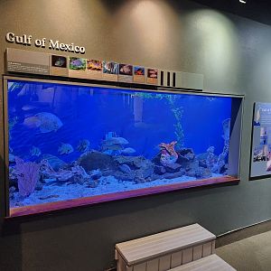 Flint RiverQuarium - Gulf Of Mexico tank