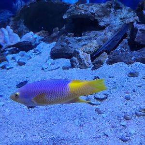 Flint RiverQuarium - Spanish Hogfish