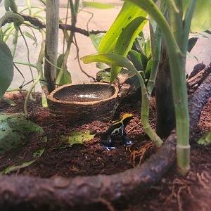 Flint RiverQuarium - Dyeing Poison Dart Frog