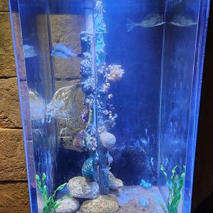 Flint RiverQuarium - Cowfish tank