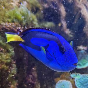 Flint RiverQuarium - Paracanthurus tang