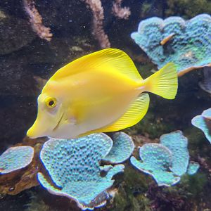 Flint RiverQuarium - Zebrasoma tang
