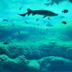 Flint RiverQuarium - Fish of the Blue Hole