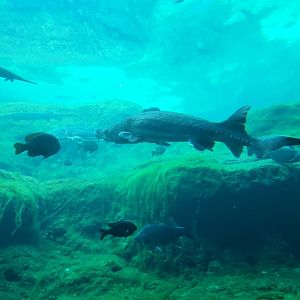 Flint RiverQuarium - Gulf Sturgeon