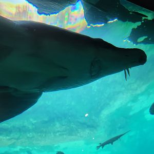 Flint RiverQuarium - Gulf Sturgeon closeup