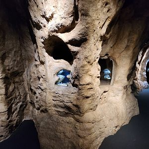 Flint RiverQuarium - Cavefish exhibit