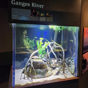 Flint RiverQuarium - Ganges River tank