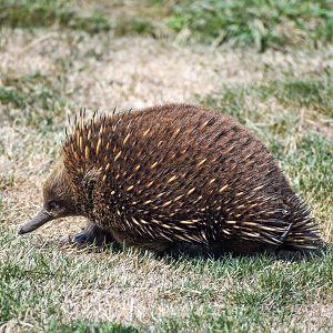 Wild echidna on zoo grounds