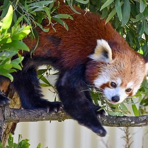 Red Panda