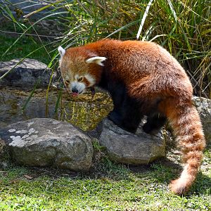 Red Panda