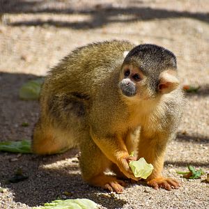 Bolivian Squirrel Monkey
