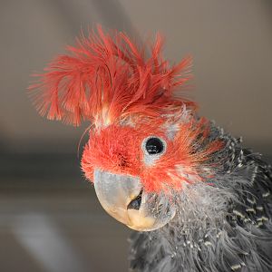 Gang-gang Cockatoo