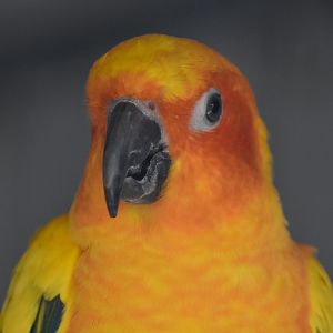 Sun Conure