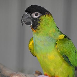 Nanday Parakeet