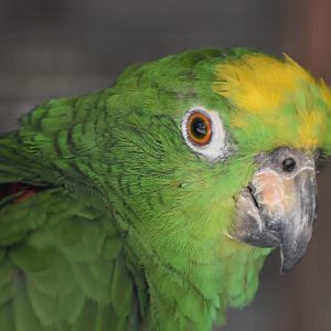 Yellow-crowned Amazon