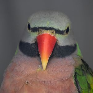Moustached Parakeet