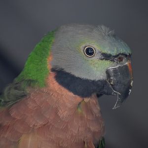 Moustached Parakeet