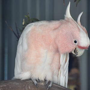 Major Mitchell's Cockatoo