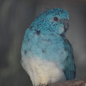 Red-rumped Parrot - blue mutation
