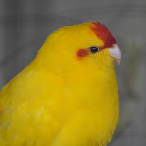 Red-fronted Kakariki - mutation