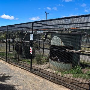 Black Cockatoo aviaries