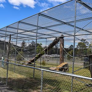 White-cheeked Gibbon enclosure