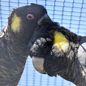 Yellow-tailed Black Cockatoo