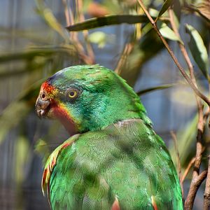 Swift Parrot