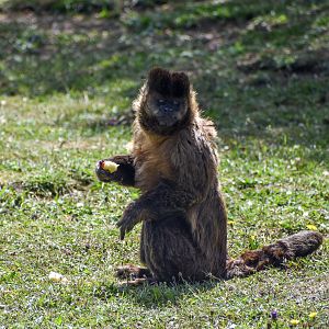 Black-capped Capuchin