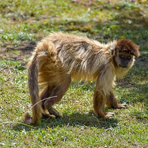 Black-capped Capuchin