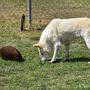 Dingo sniffing wild echidna