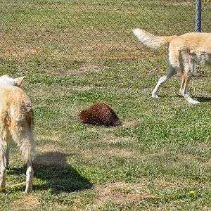Dingos with wild echidna