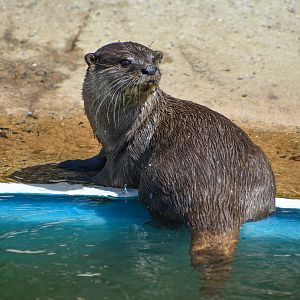 Asian Small-clawed Otter