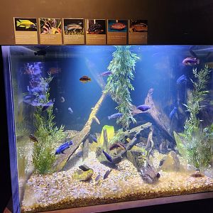 Flint RiverQuarium - African waters tank
