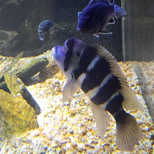 Flint RiverQuarium - Humphead Cichlid