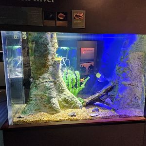 Flint RiverQuarium - Amazon River tank